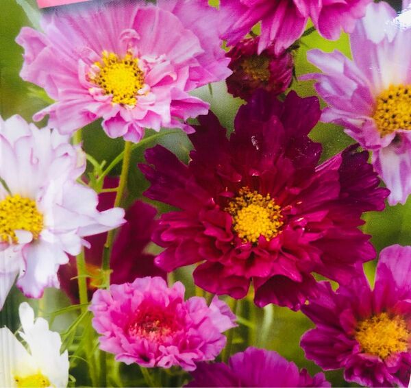 コスモス 八重咲き ダブルクリック 赤ピンク白ミックス ユニークな花姿が目を引く 25粒