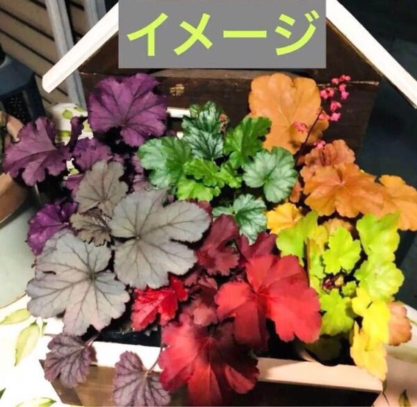お値下げ不可ヒューケラドルチェ良い品質株耐暑性耐寒性多年草 宿根草 6種類 6色
