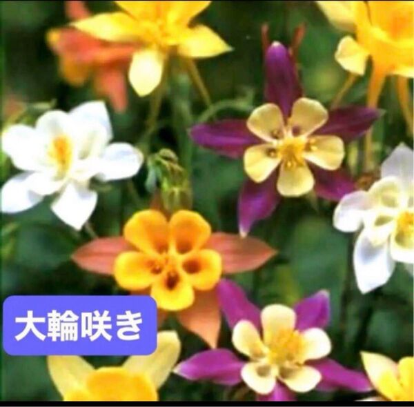 西洋オダマキ マッカナジャイアント 大輪咲きち中心の花弁とそのまわりの赤桃紫白など色付いた大きなガクとコントラストが美しい花20粒