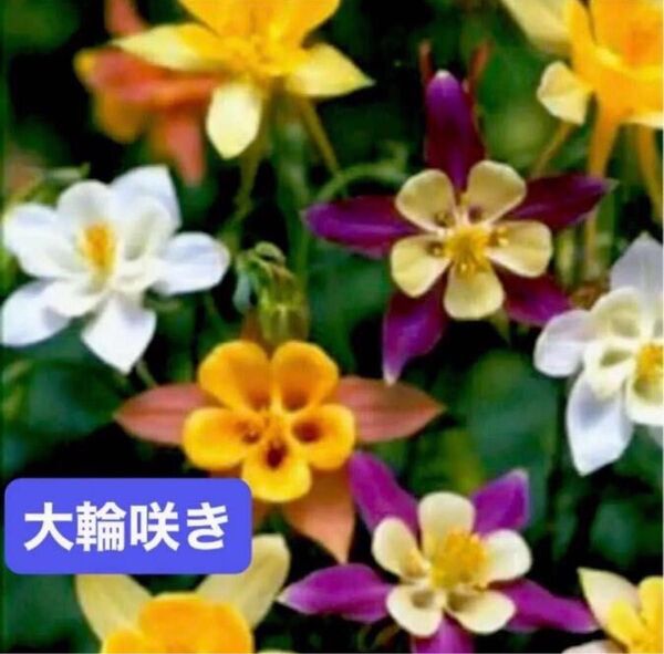 西洋オダマキ マッカナジャイアント 大輪咲きち中心の花弁とそのまわりの赤桃紫白など色付いた大きなガクとコントラストが美しい花20粒