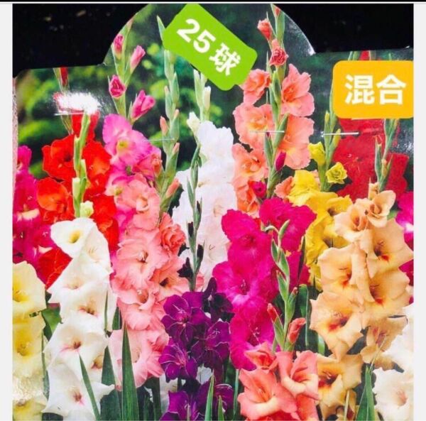特売グラジオラスオラス 多色ミックス たっぷり植える 25球