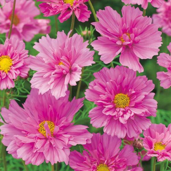 コスモス ダブルクリック ローズボンボン 八重咲き ユニークな花姿が目を引く 25粒