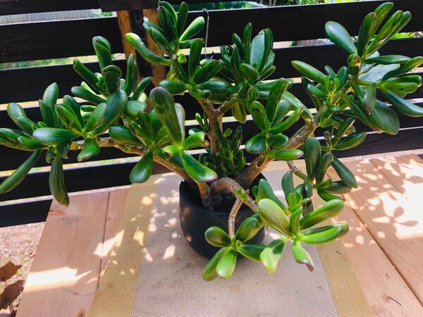 多肉植物 金のなる木ゴーラム(宇宙の木)大株 美幹美品 5本立ち