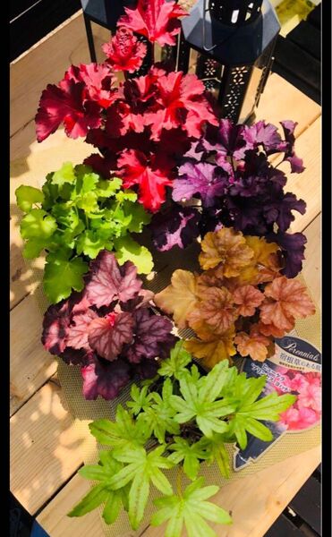 お値下げ不可ヒューケラドルチェ良い品質株耐暑性耐寒性多年草 宿根草 6種類 6色