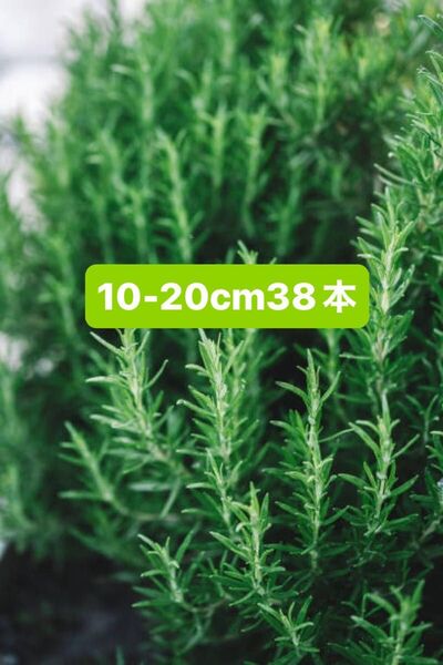 ローズマリー 摘み立て フレッシュ 10-20cmぐらい 38本
