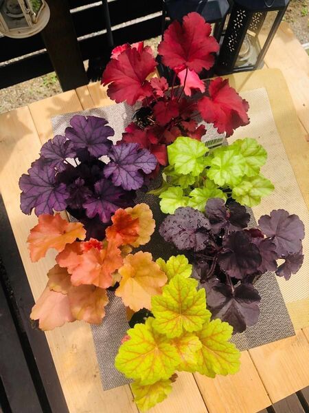 お値下げ不可ヒューケラ 良い品質株耐暑性耐寒性多年草 宿根草 6種類 6色 素敵な色合い