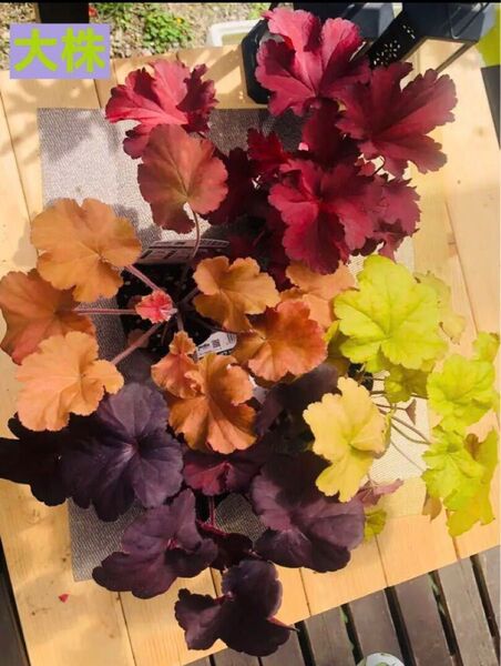 ヒューケラ 良い品質大株 耐暑性耐寒性多年草 宿根草 4種類 4色