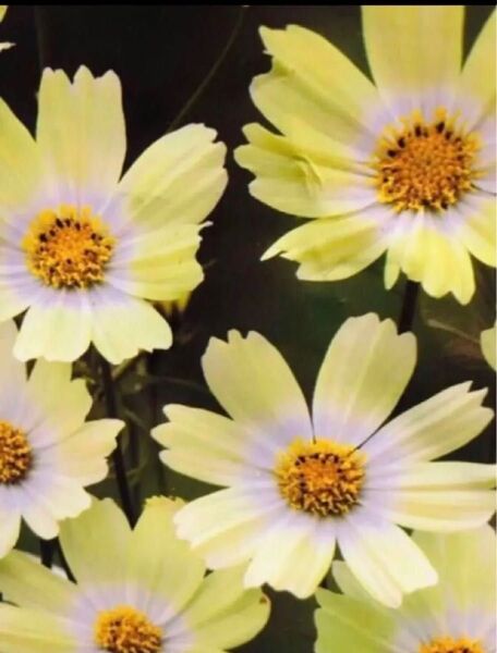 コスモス キーロ 爽やかな花色 花の種 珍しい色になります 10粒