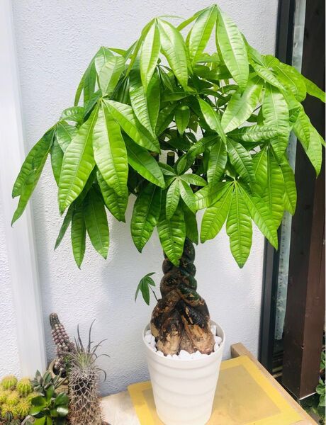 パキラ 5本編み込み 縁起良い植物 幸福の木 観葉植物 110cm 美幹美品