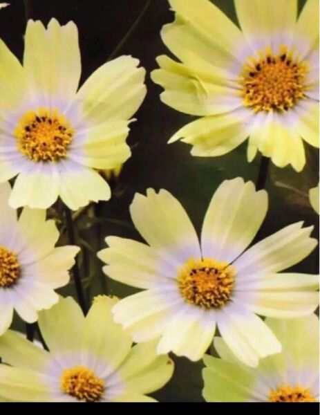 コスモス キーロ 爽やかな花色 花の種 珍しい色になります 10粒
