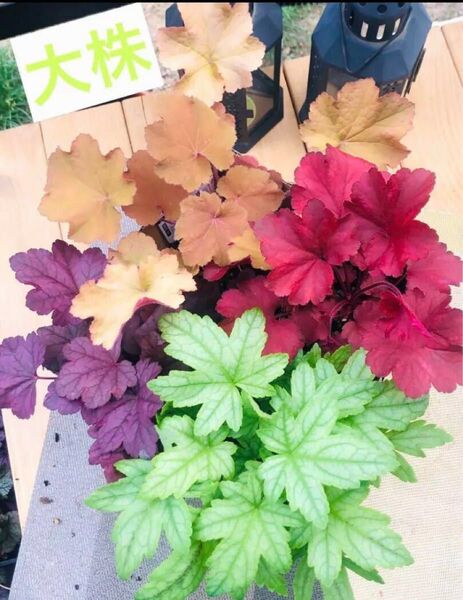 お値下げ不可ヒューケラ 耐暑性耐寒性多年草 宿根草 大株4種類 4色ポットまま発送 素敵な色合い
