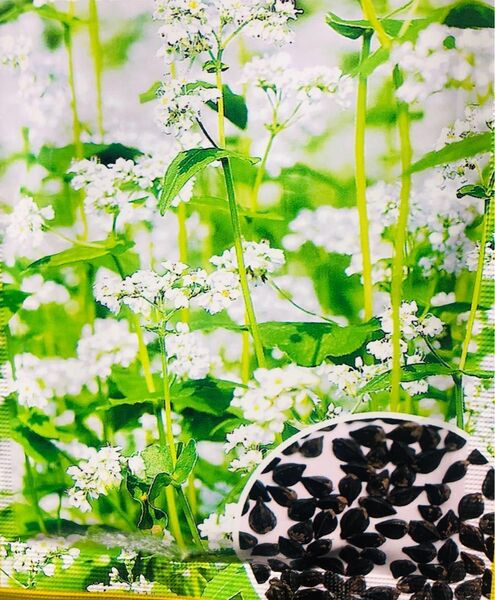 そば 人気品種 栽培簡単 風味抜群 花は純白 春のいぶき 100粒 新品種