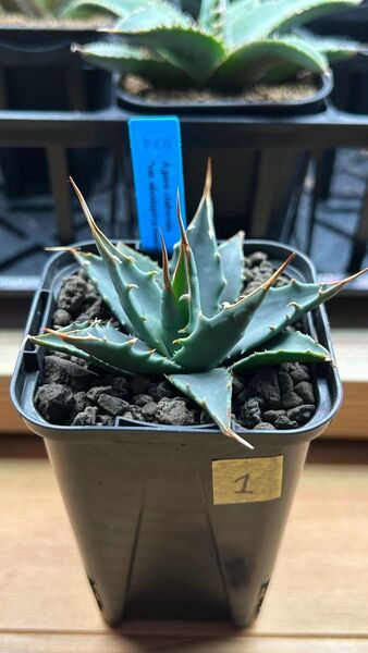 アガベ エボリスピナ Agave utahensis var. eborispina ①