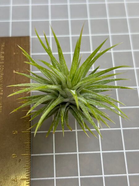 イオナンタ グリーン エアープランツ チランジア