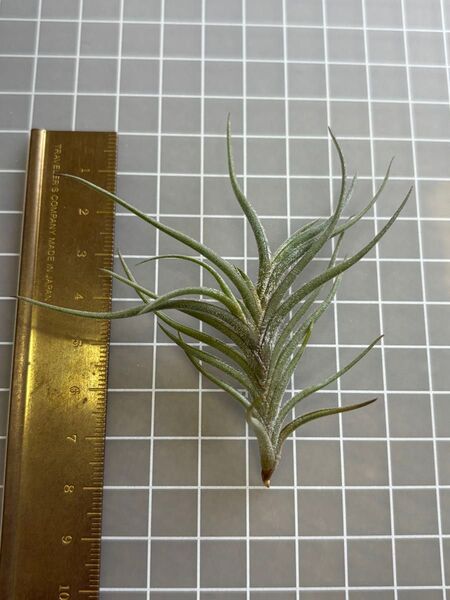 バンデンシス クランプ 芳香種 エアープランツ チランジア