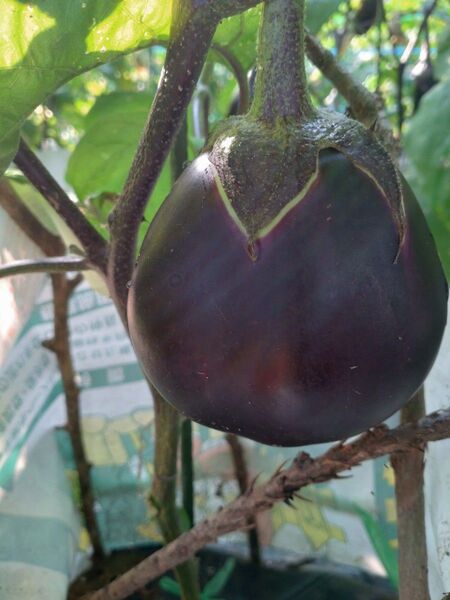 賀茂なすの種 20粒 無農薬栽培