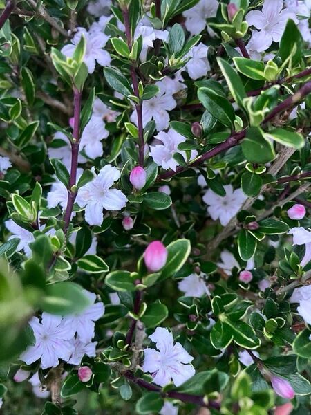 斑入り白丁花 株分苗木 抜き苗