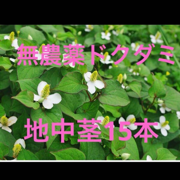 ドクダミ 地下茎 15本 薬用不使用 無農薬