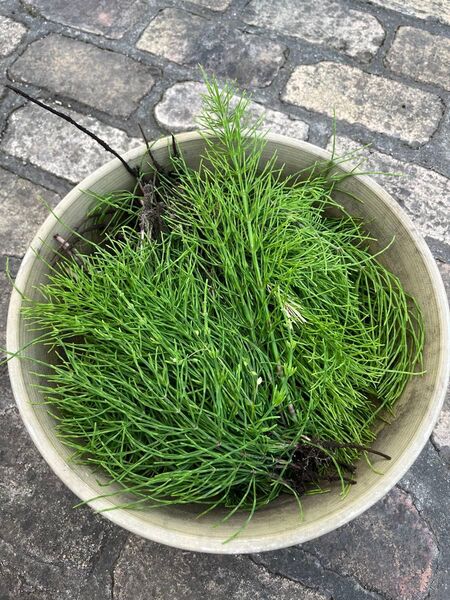 スギナ ネコポス発送 除草剤・農薬不使用 根付き
