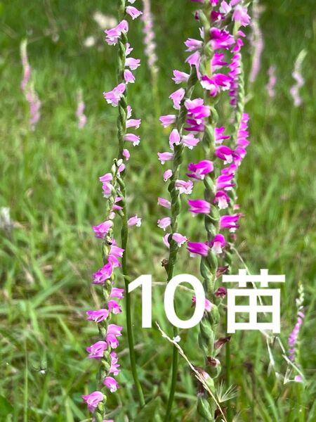 ネジバナ 山野草 10苗ネコポス発送