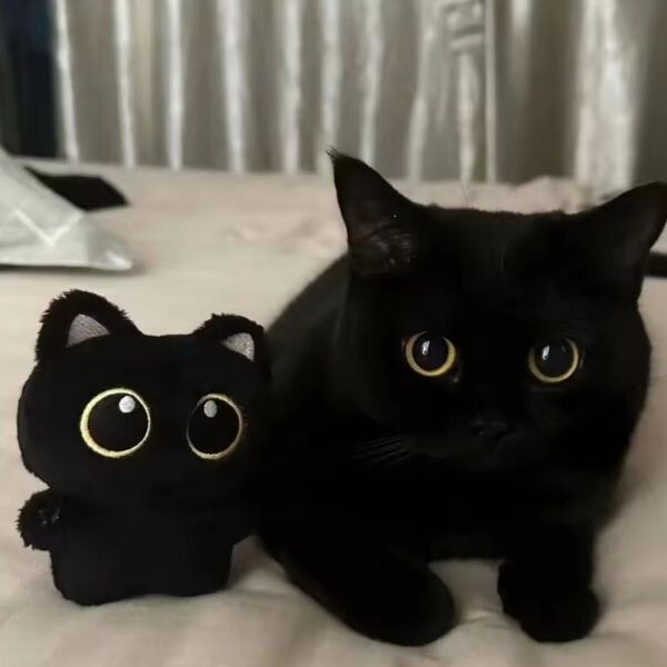 黒猫ぬいぐるみキーホルダー とピンバッジセット