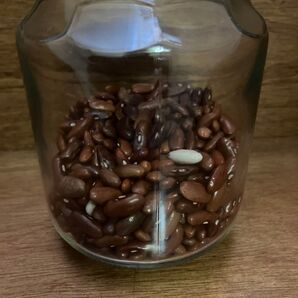 菜豆 インゲン豆 無農薬 つるあり ジャンク品