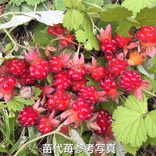 ★赤実木苺の苗3株(小)★ルビーのようなラズベリー 苗代苺の苗木 日本木いちご