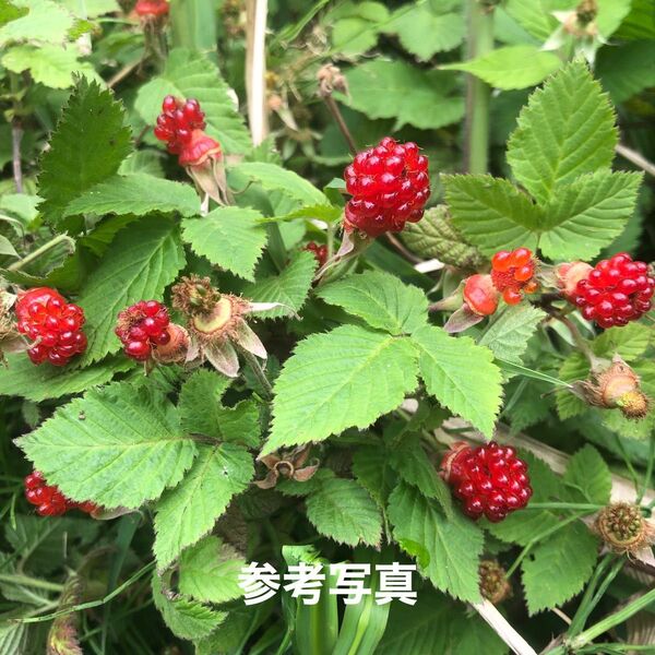 ★★木苺苗4株★★ 美味しい木いちご苗 草苺の抜き苗 栽培容易なラズベリー苗 ワイルドベリー