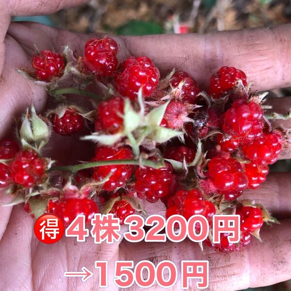 ★★冬苺苗4株★★ 4株3200円→1500円 珍しい冬収穫の木苺 木いちご フユイチゴ苗 ふゆいちご苗 冬いちご苗 木苺苗