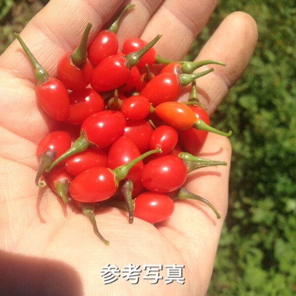 ★★クコの実の苗40本★★ 枸杞の挿し穂 くこ 漢方 挿し木 枸杞の苗 くこの苗 クコ枝
