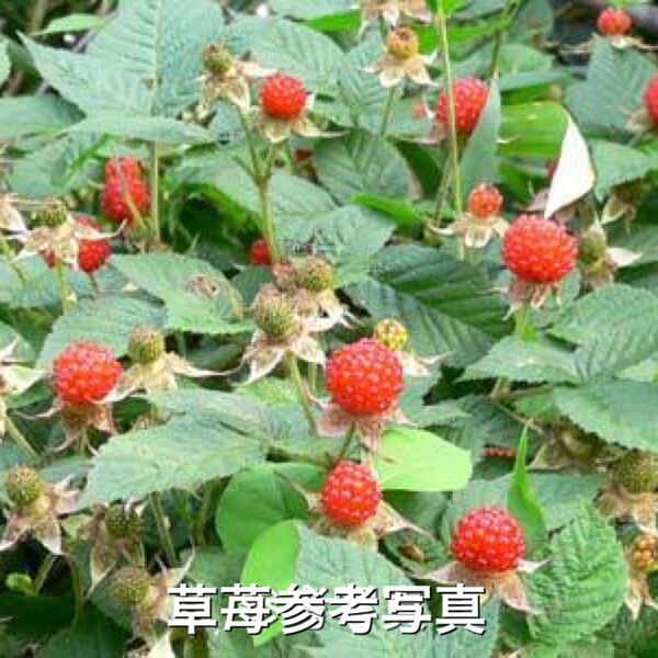 ★★木苺抜き苗(大株)1株★★ 草苺 クサイチゴ 野苺 野いちご 木苺苗 草苺苗 野苺苗 木いちご苗