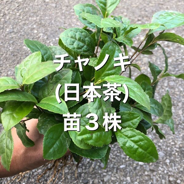 ★★お茶苗3株★★ 3株 2100円→950円 お茶の苗木 日本茶の苗 抜き苗