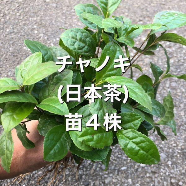 ★★お茶苗4株★★ 2800円→1050円 お茶の苗木 日本茶の苗 抜き苗