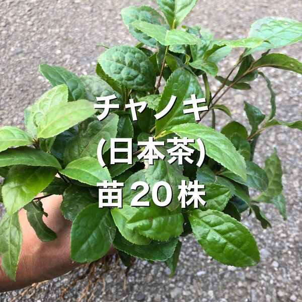 ★★お茶苗10株★★ 7000円→1800円 お茶の苗木 日本茶の苗 抜き苗
