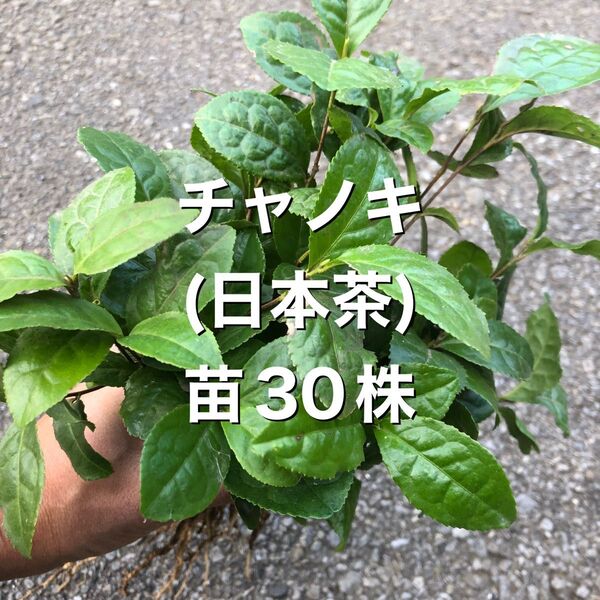 ★★お茶苗30株★★ 21000円→ 4900円 お茶の苗木 日本茶の苗 抜き苗