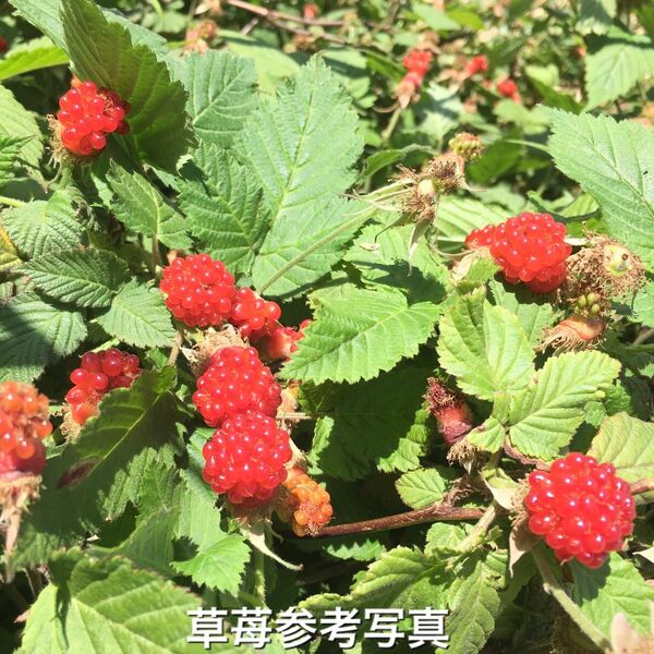 ★★木苺苗5株★★ 美味しい木いちご苗 草苺の抜き苗 栽培容易なラズベリー苗 ワイルドベリー