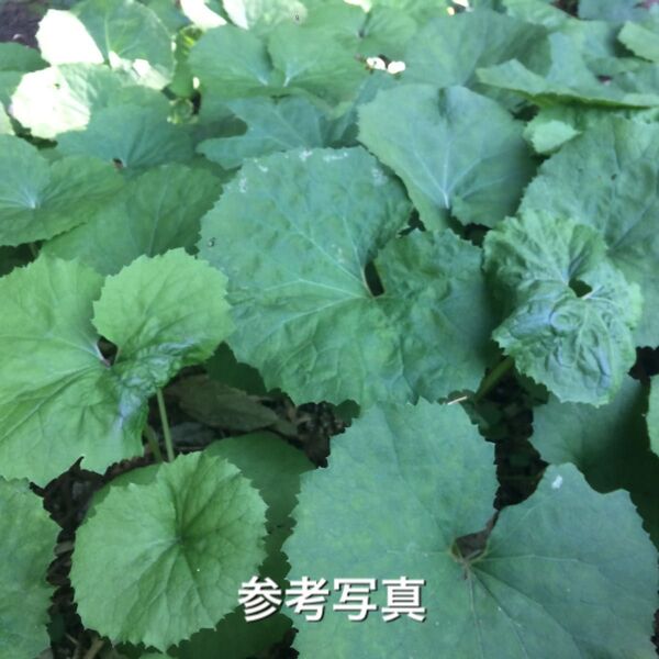 ★★ふきのとうの苗5株★★ 蕗の薹 フキノトウ ふき 山蕗 ヤマブキ 山菜の苗木