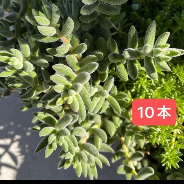 期間限定!多肉植物 クラッスラ 10本 おまけつき 抜き苗 カット苗