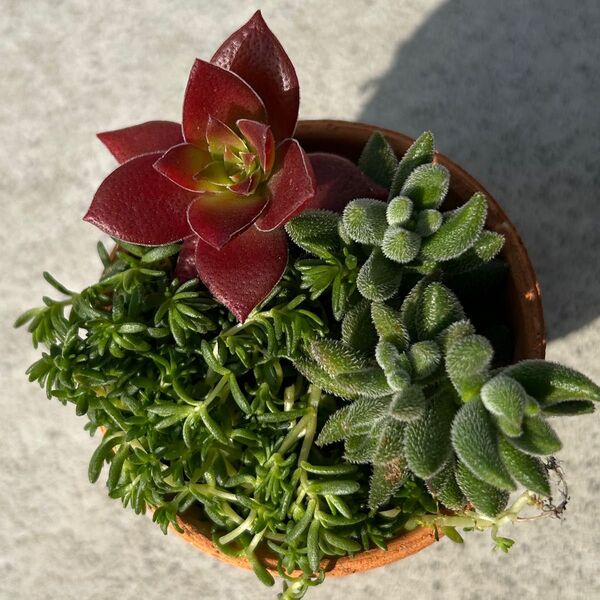 多肉植物 寄せ植え クラッスラ セダム 抜き苗
