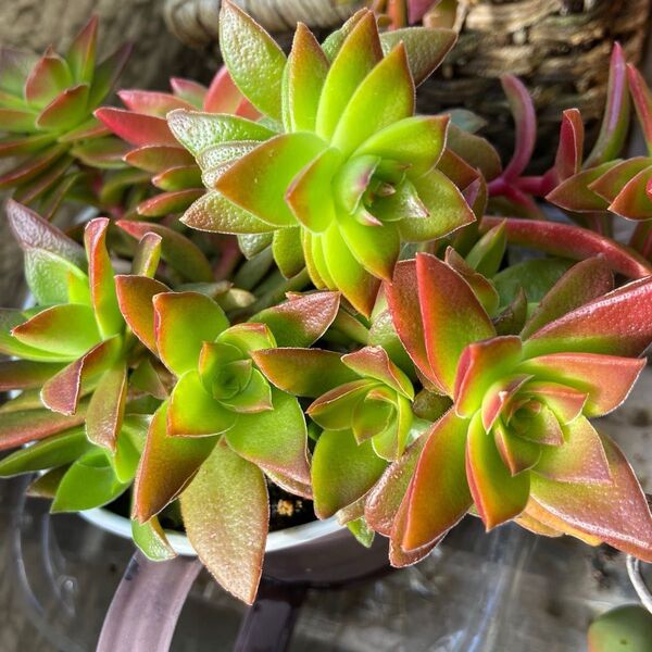 期間限定値下げ!!カット苗 多肉植物 クラッスラ セダム 4本 ひまつり もみじまつり カット苗