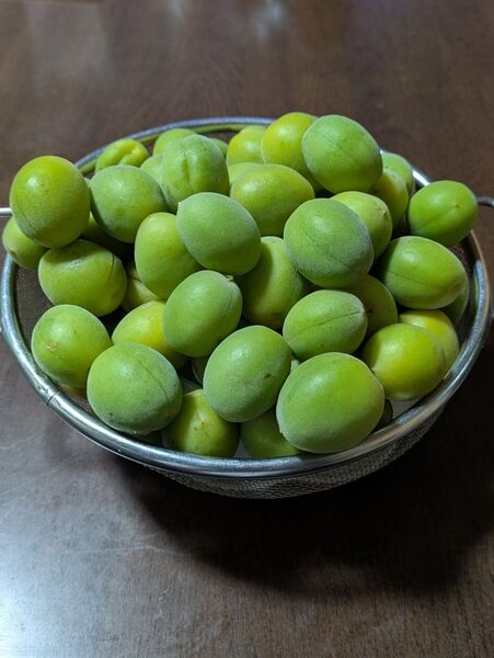無農薬 青梅 生梅 約2kg /宮崎県産