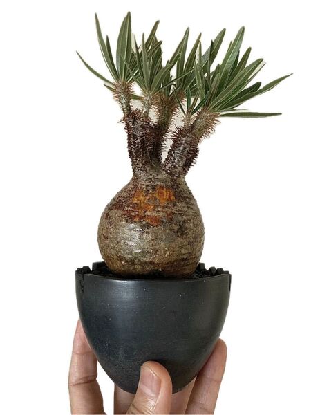 パキポディウム グラキリス コーデックス 塊根植物 現地球 発根済