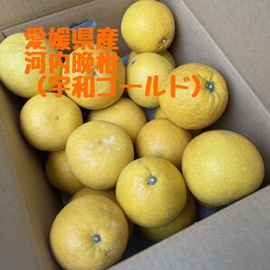 愛媛県産 みかん【河内晩柑(宇和ゴールド)】10キロ箱