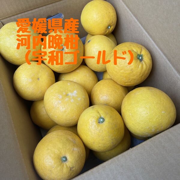 愛媛県産 みかん【河内晩柑(宇和ゴールド)】10キロ箱