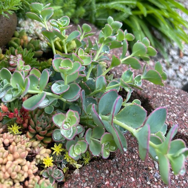 NEW!多肉植物 ミセバヤ 10カット!