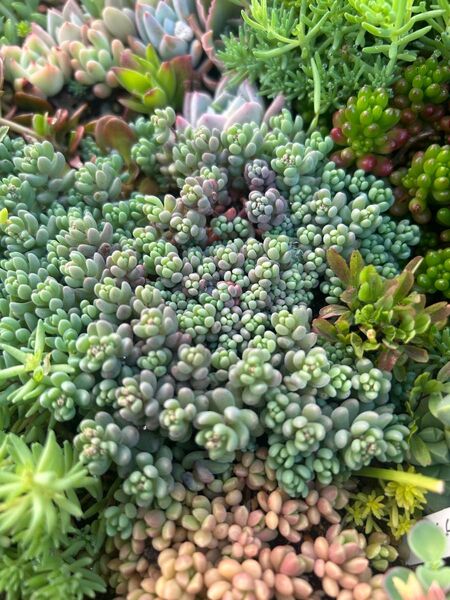NEW!多肉植物 パープルヘイズ 20カット!
