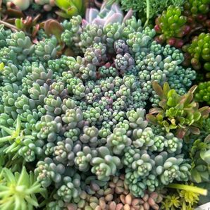 NEW!多肉植物 パープルヘイズ 20カット!