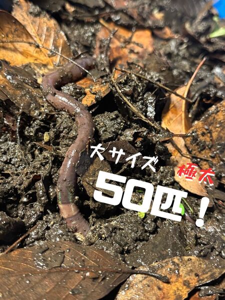 天然ドバミミズ 50匹 大サイズ! ☆送料無料☆ 釣り餌 爬虫類餌