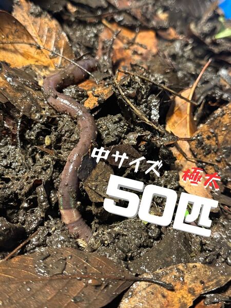 天然ドバミミズ 50匹 中サイズ 送料無料 釣り餌 爬虫類餌