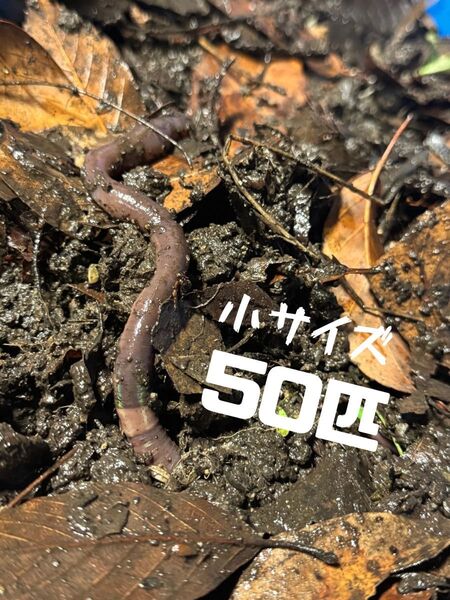 天然ドバミミズ 50匹 小サイズ 送料無料 釣り餌 爬虫類餌